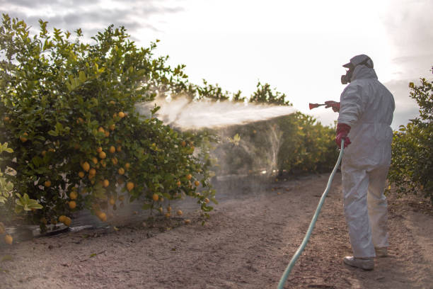 Best Pest Removal Services  in , MA
