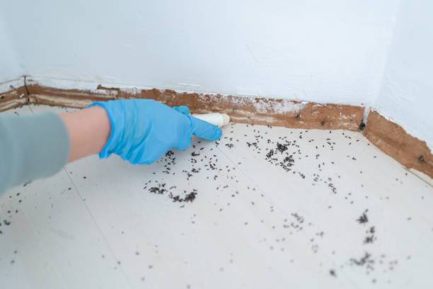 Best Wasp Removal Services  in , MA